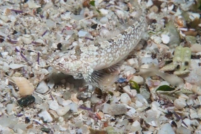 Platanna-Klipfish