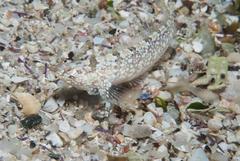 Xenopoclinus kochi