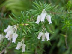 Erica caffra caffra