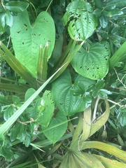 Dioscorea bulbifera