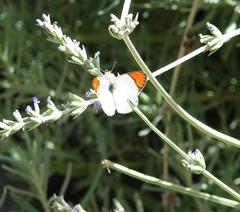 Colotis euippe omphale