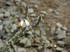 Colotis euippe omphale
