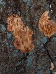 Radulomycetaceae