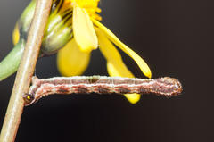 Eupithecia sagittata