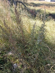 Artemisia leucophylla