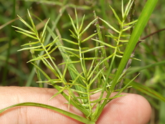 Cyperus refractus