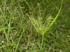 Cyperus refractus