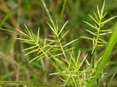 Cyperus refractus