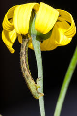 Eupithecia sagittata