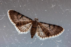 Eupithecia sagittata