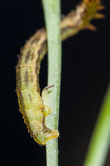 Eupithecia sagittata