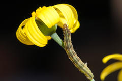 Eupithecia sagittata