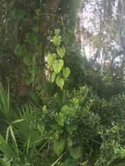 Dioscorea bulbifera