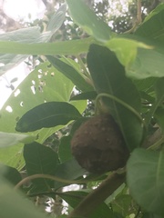 Dioscorea bulbifera
