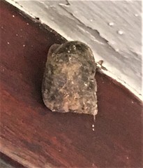 Gittenedouardia spadicea