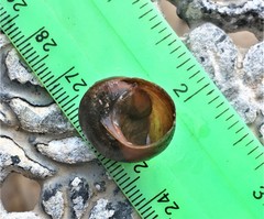 Gittenedouardia spadicea