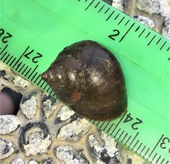 Gittenedouardia spadicea