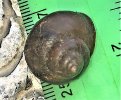 Gittenedouardia spadicea