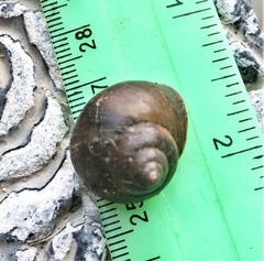 Gittenedouardia spadicea