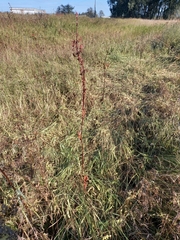 Rumex aquaticus