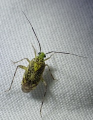 Taedia marmorata