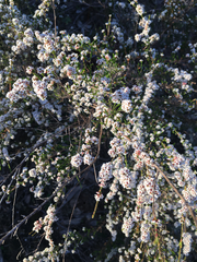 Micromyrtus sessilis