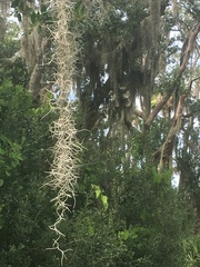 Tillandsia usneoides