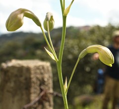 Prochnyanthes mexicana