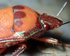 Tetrarthria variegata