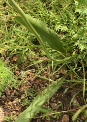 Prochnyanthes mexicana