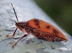 Tetrarthria variegata