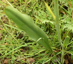 Prochnyanthes mexicana