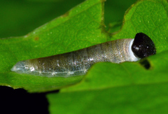 Tagiadini