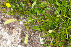 Tofieldia calyculata