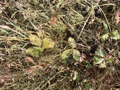 Potentilla fragiformis