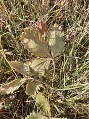 Potentilla fragiformis