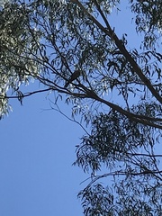 Coracina novaehollandiae