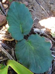 Pelargonium asarifolium