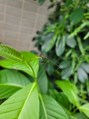 Prodasineura croconota