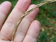 Elymus caninus