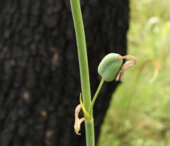 Prochnyanthes mexicana