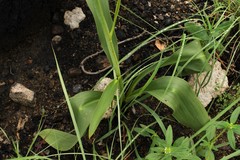 Prochnyanthes mexicana