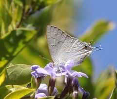 Hypolycaena philippus philippus