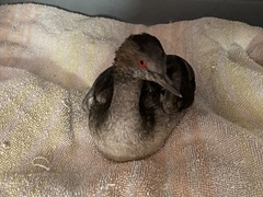 Podiceps nigricollis