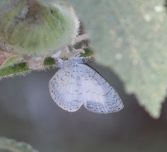 Spalgis lemolea lemolea