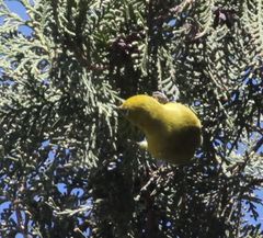 Zosterops anderssoni