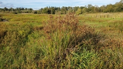 Juncus effusus pacificus