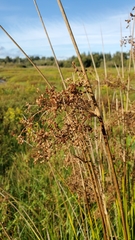 Juncus effusus pacificus