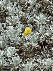 Helichrysum argyrophyllum