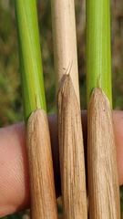 Juncus effusus pacificus